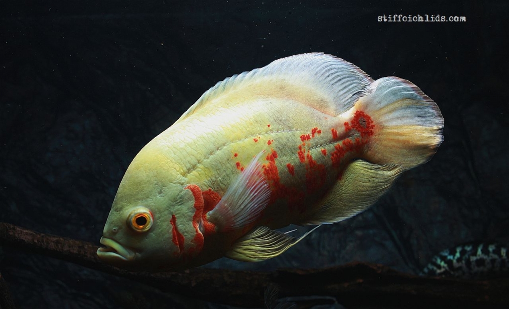 astronotos-ocellatus