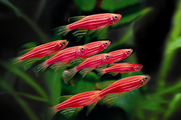 astronotos-ocellatus