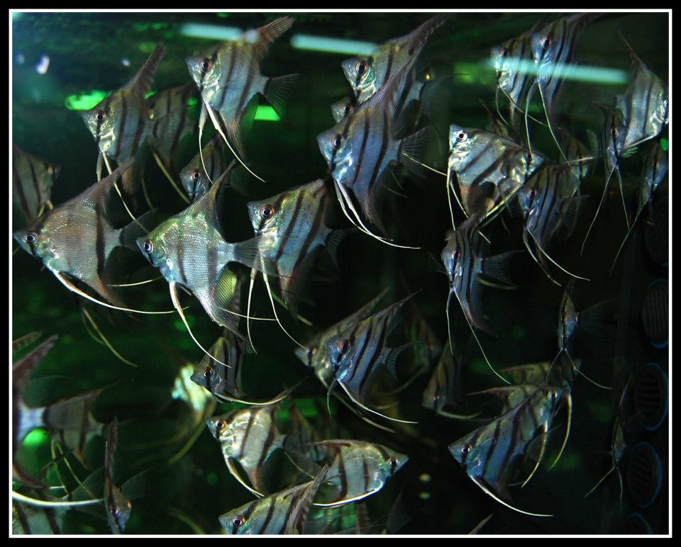 astronotos-ocellatus