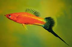 astronotos-ocellatus