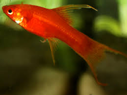 astronotos-ocellatus